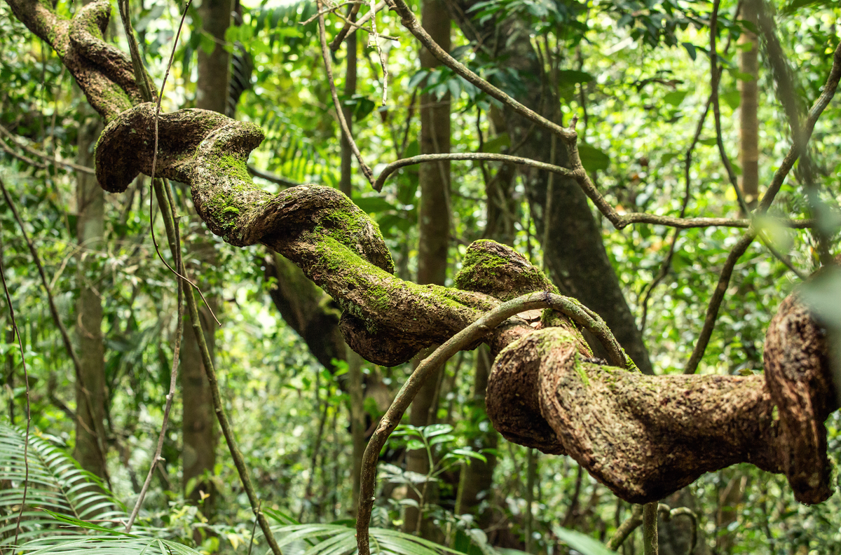 African Bush Viper (Atheris squamigera) Standard Vivarium Label – Cloud  Forest Design