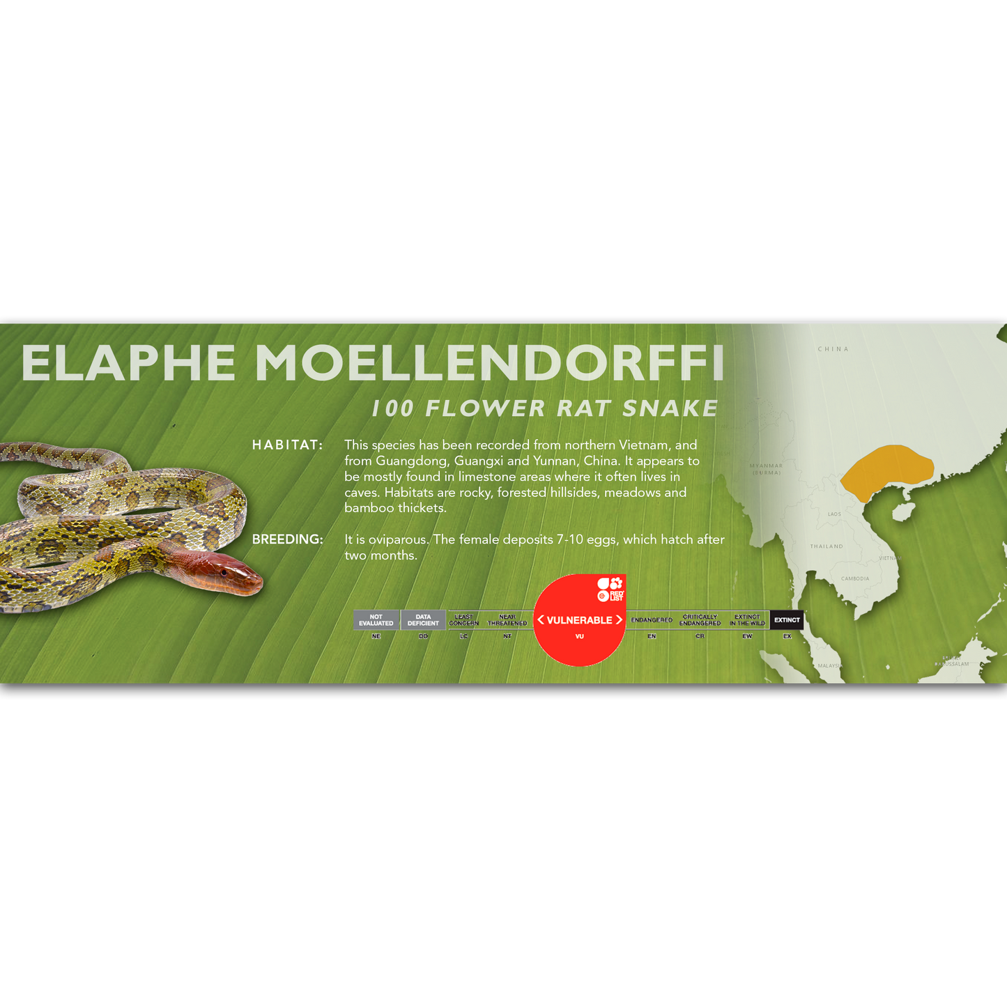 100 Flower Rat Snake (Elaphe moellendorffi) Classic Vivarium Label