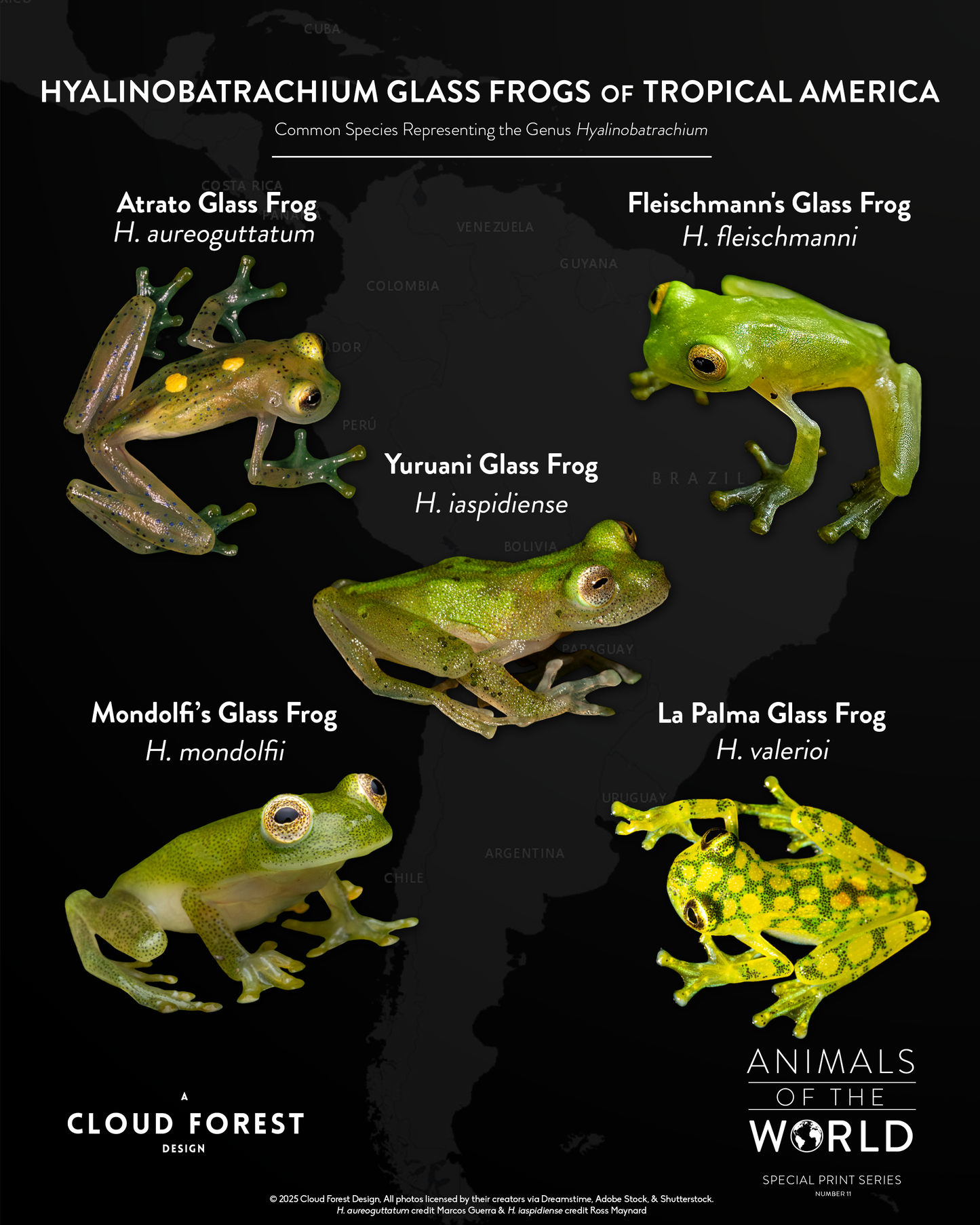 Hyalinobatrachium Glass Frogs of Tropical America - 8" x 10" Print - Animals of the World Print Series #11