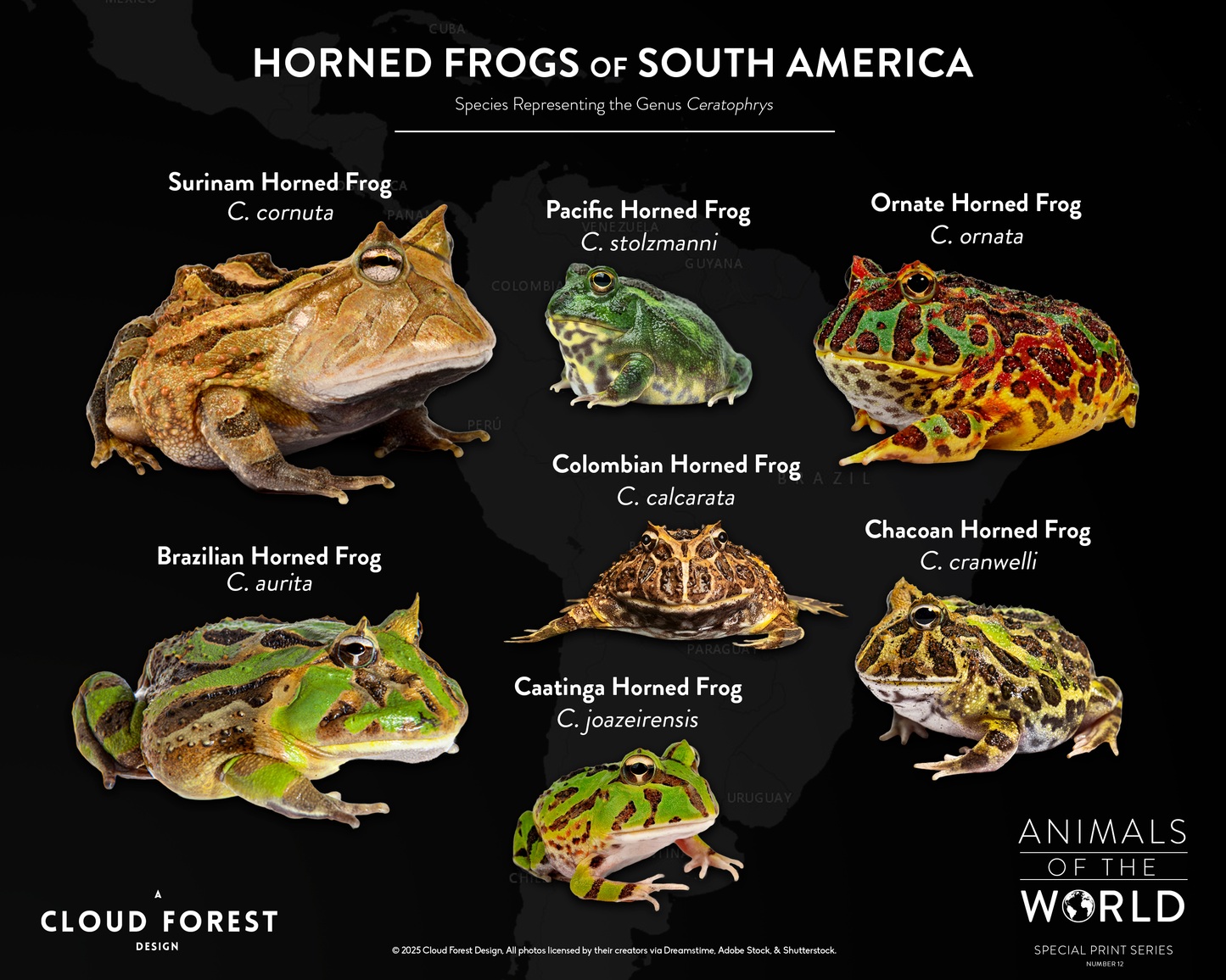 Horned Frogs of South America - 10" x 8" Print - Animals of the World Print Series #12