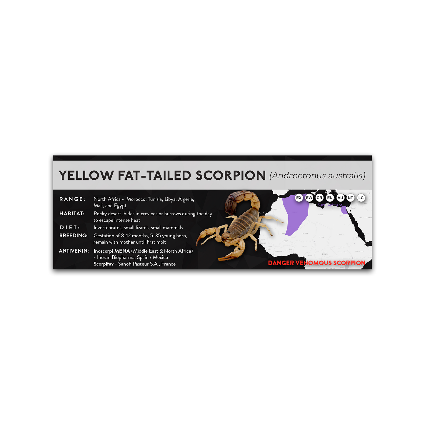 Yellow Fat-tailed Scorpion (Androctonus australis) - X Label