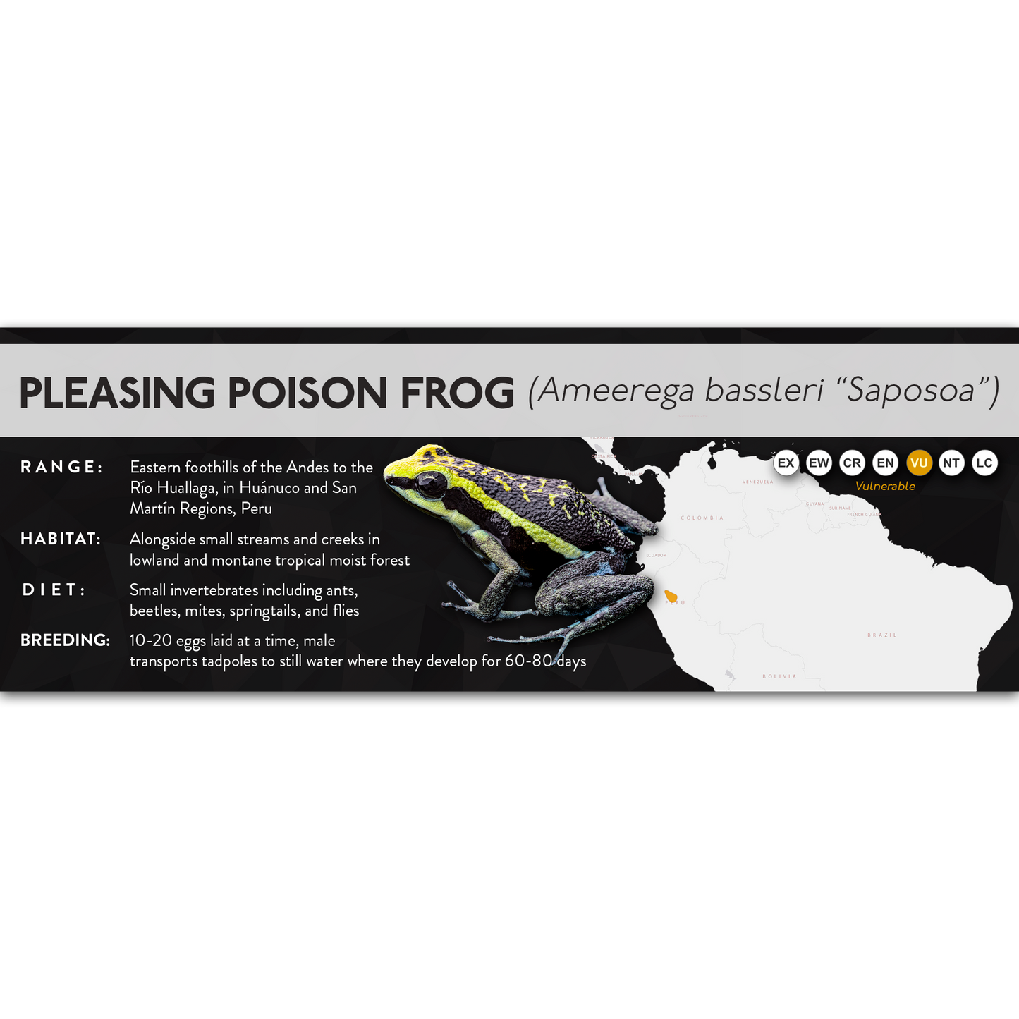 Pleasing Poison Frog (Ameerega bassleri) - X Label