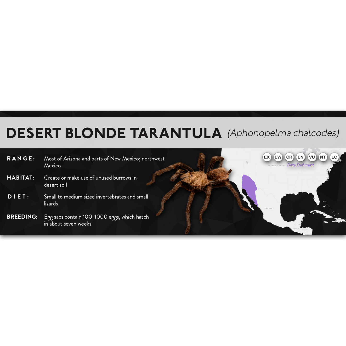 Desert Blonde Tarantula (Aphonopelma chalcodes) - X Label
