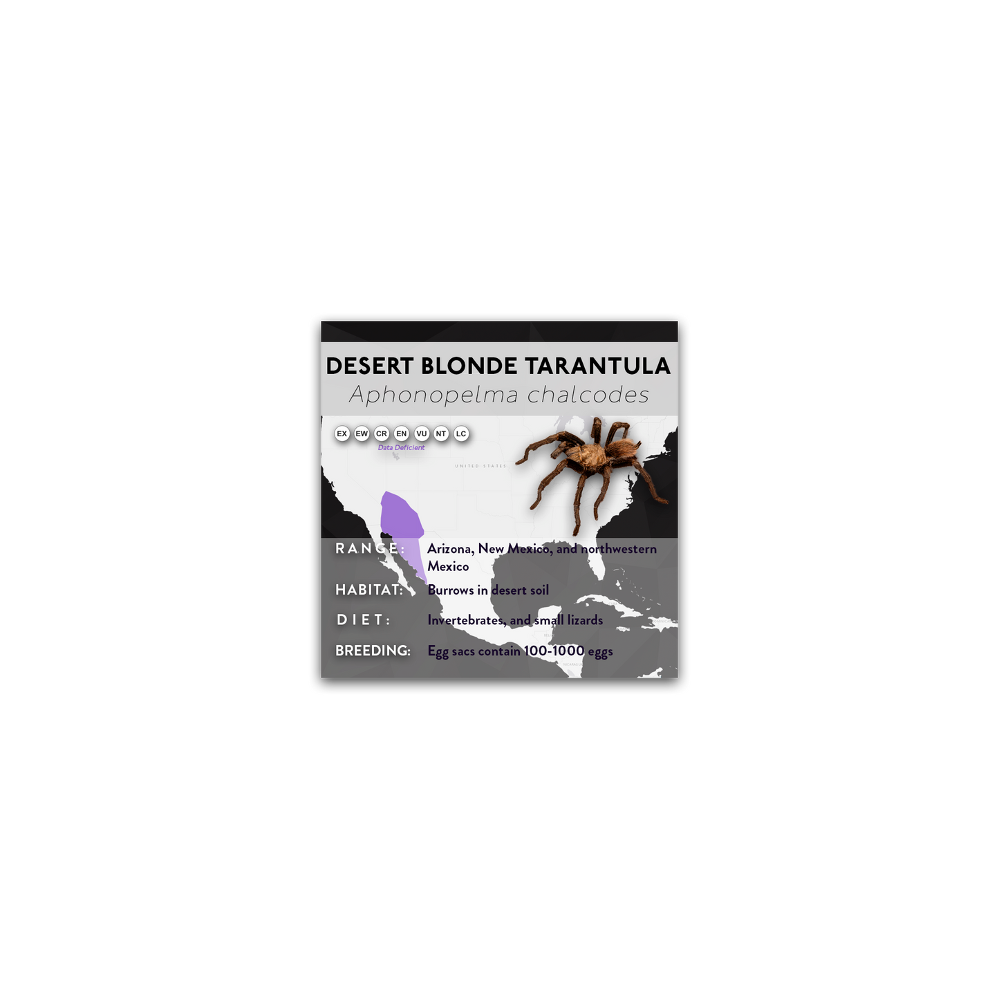 Desert Blonde Tarantula (Aphonopelma chalcodes) - X Label