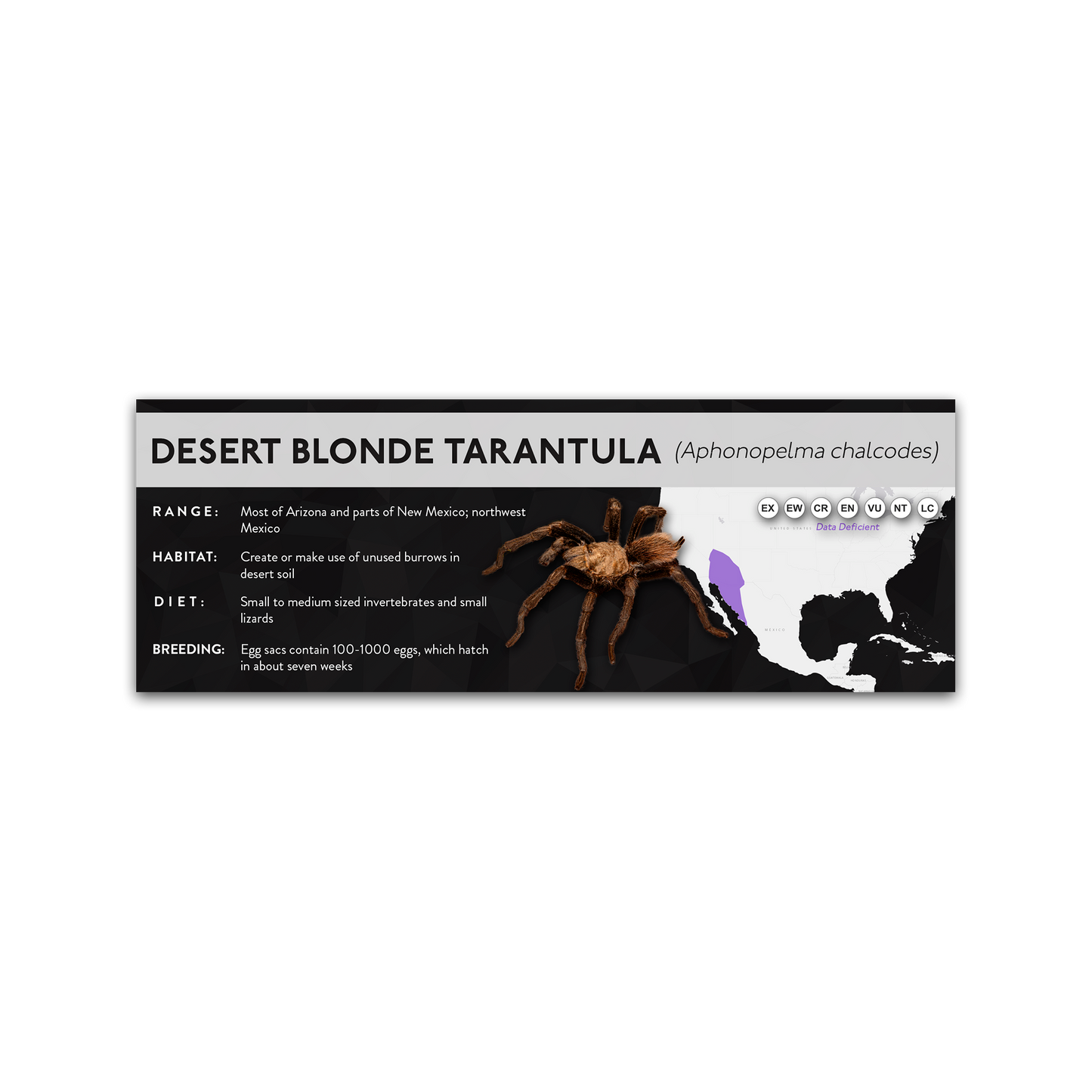 Desert Blonde Tarantula (Aphonopelma chalcodes) - X Label