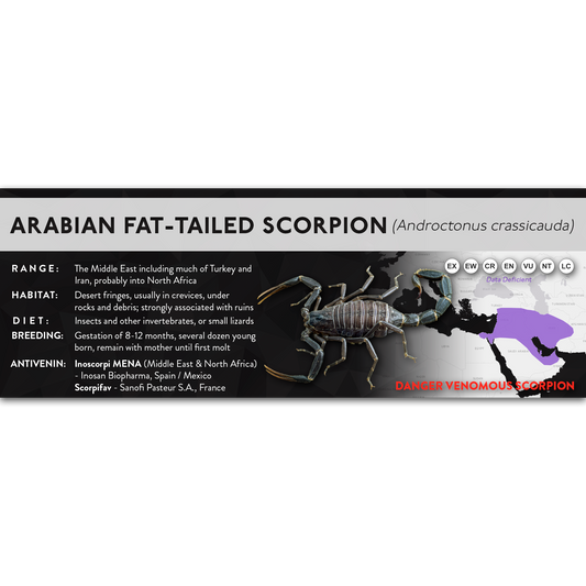 Arabian Fat-tailed Scorpion (Androctonus crassicauda) - X Label