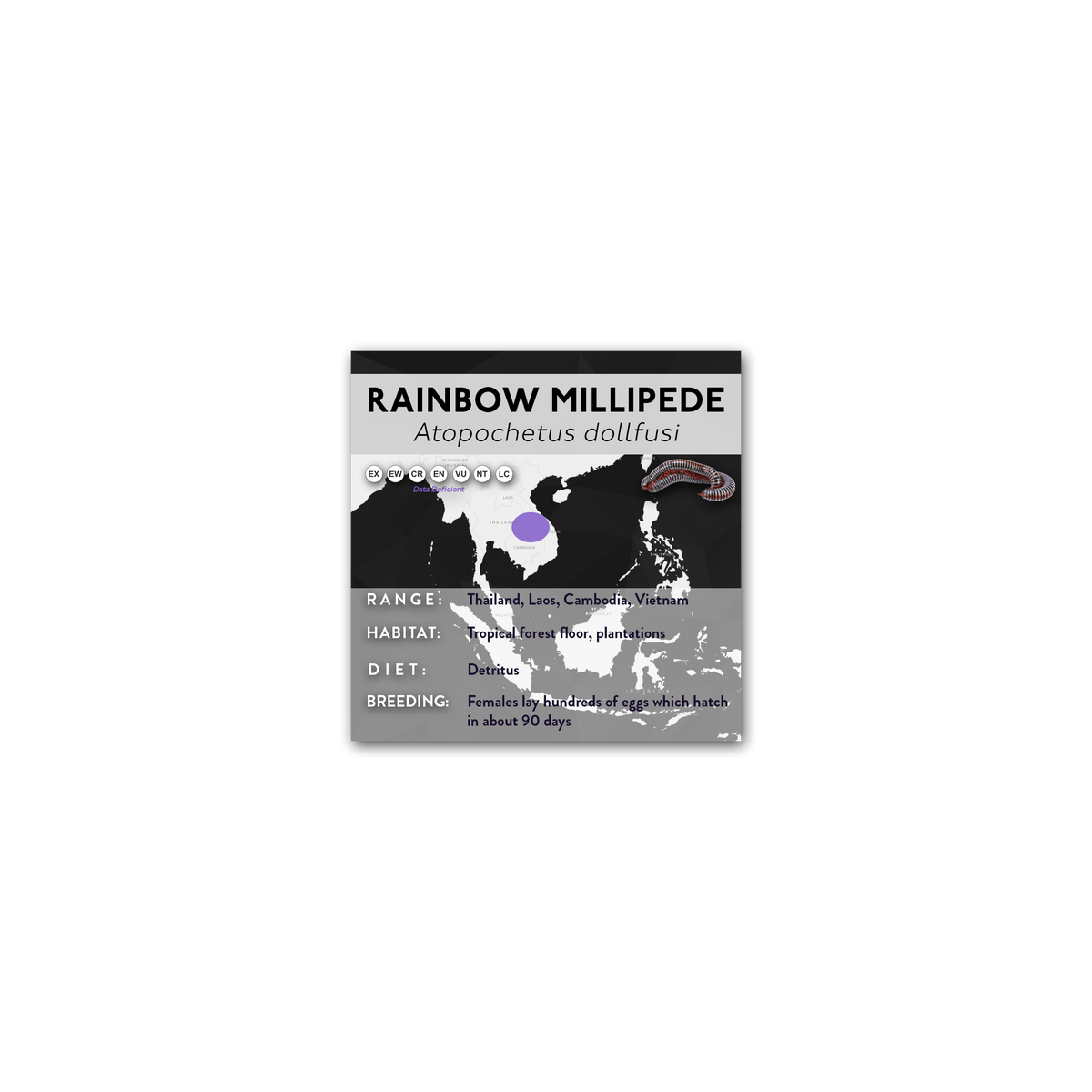 Rainbow Millipede (Atopochetus dollfusi) - X Label