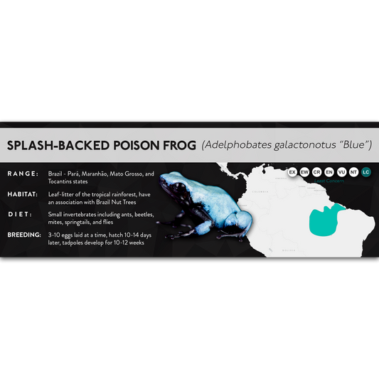Splash-Backed Poison Frog (Adelphobates galactonotus) - X Label
