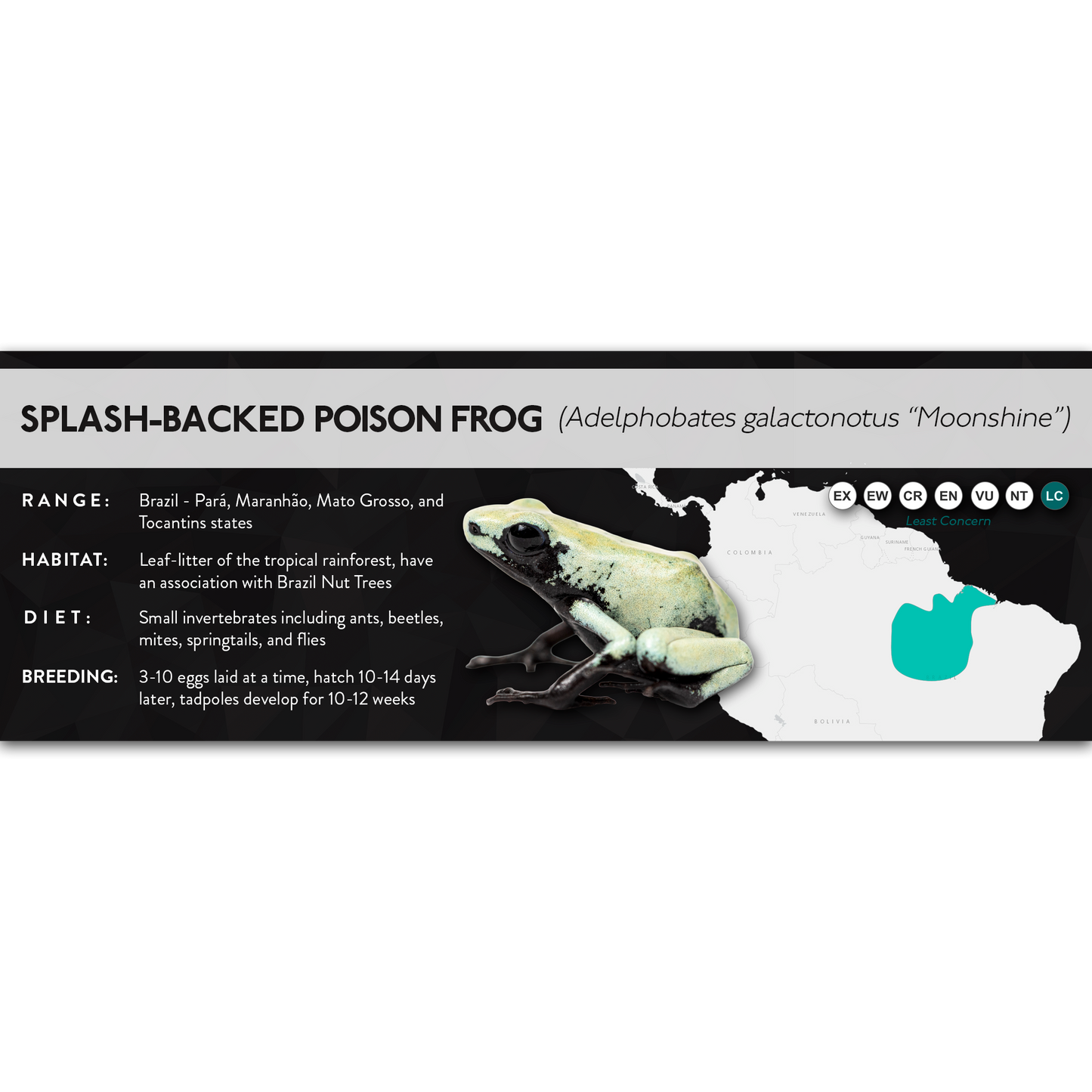 Splash-Backed Poison Frog (Adelphobates galactonotus) - X Label