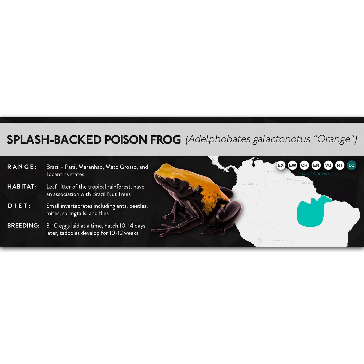 Splash-Backed Poison Frog (Adelphobates galactonotus) - X Label