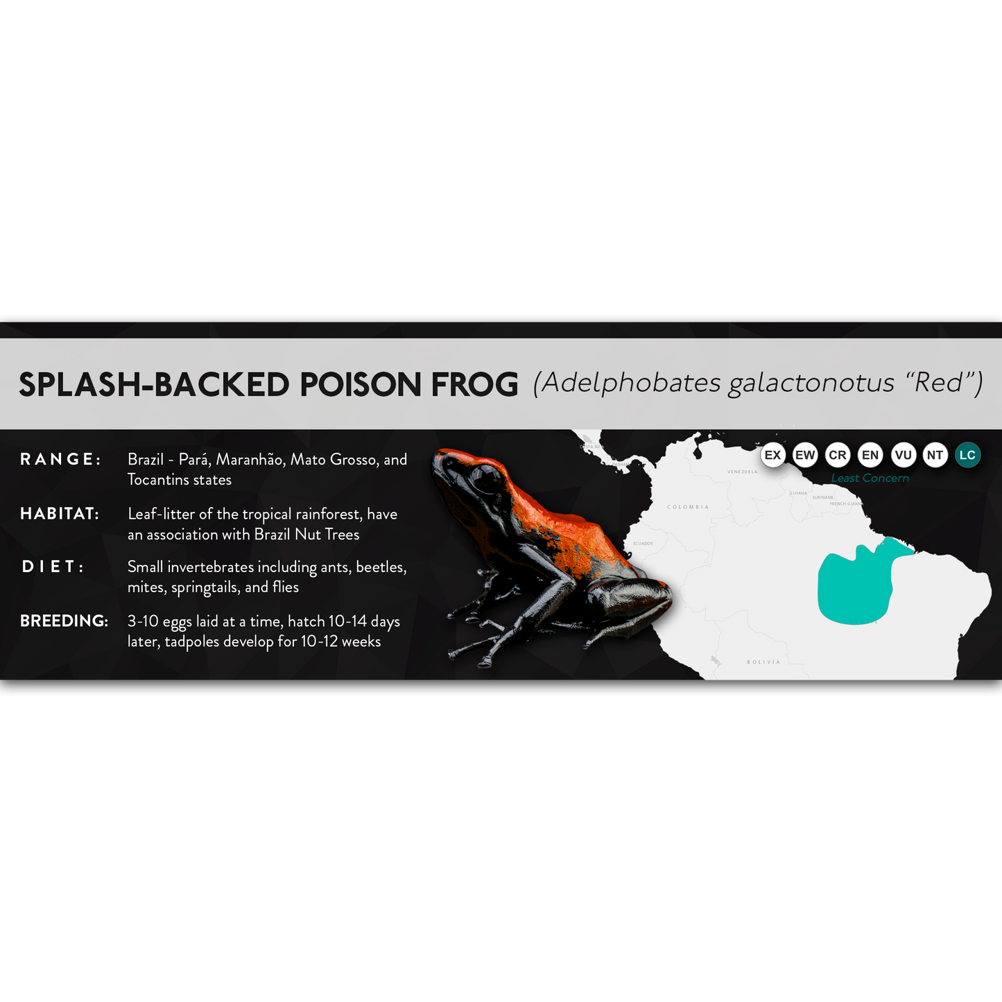 Splash-Backed Poison Frog (Adelphobates galactonotus) - X Label