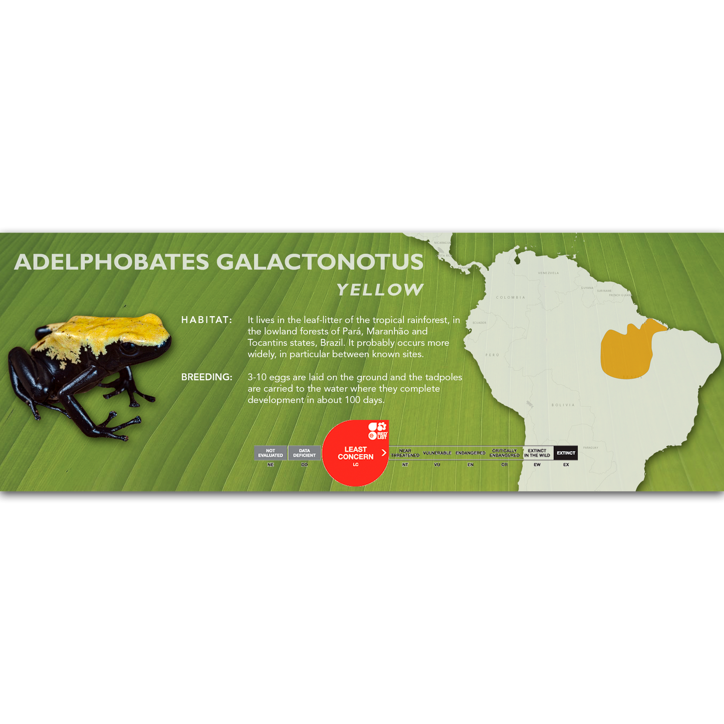 Adelphobates galactonotus - Classic Vivarium Label