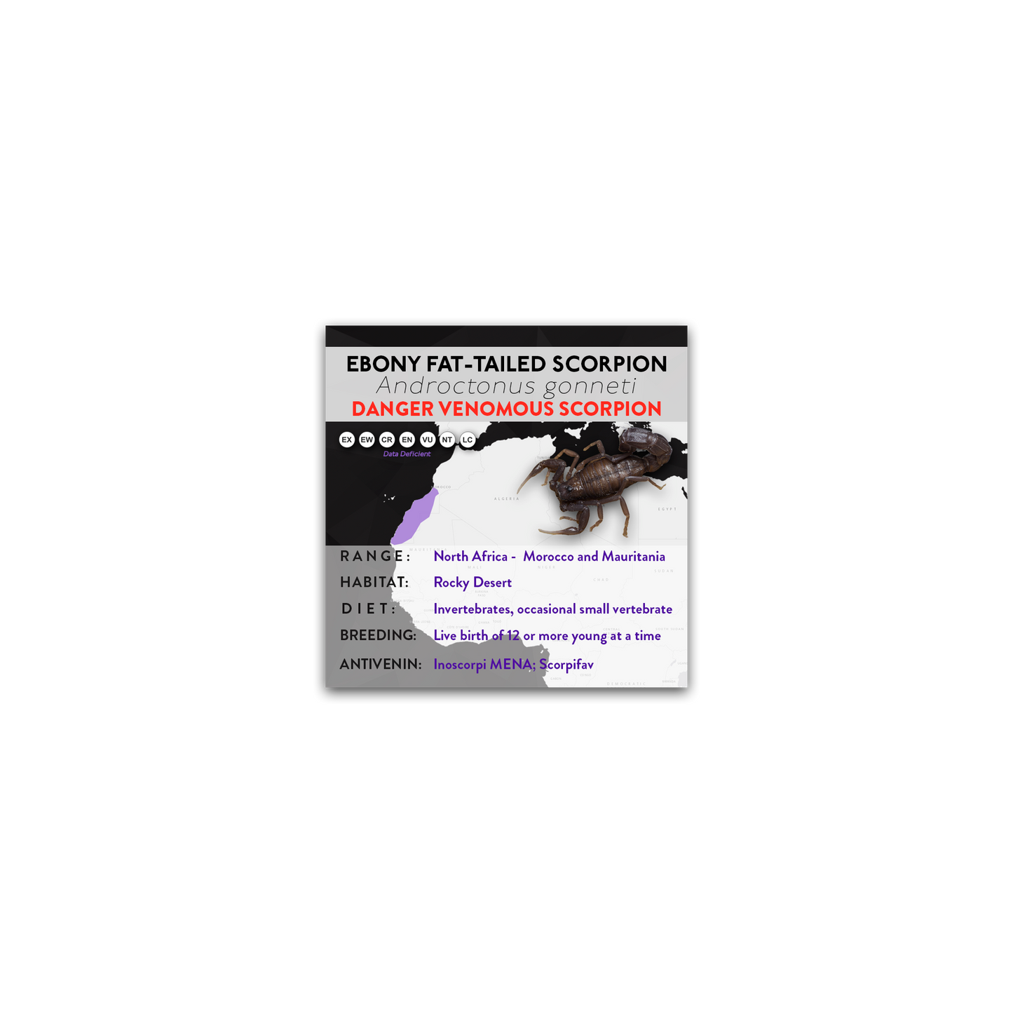 Ebony Fat-tailed Scorpion (Androctonus gonneti) - X Label