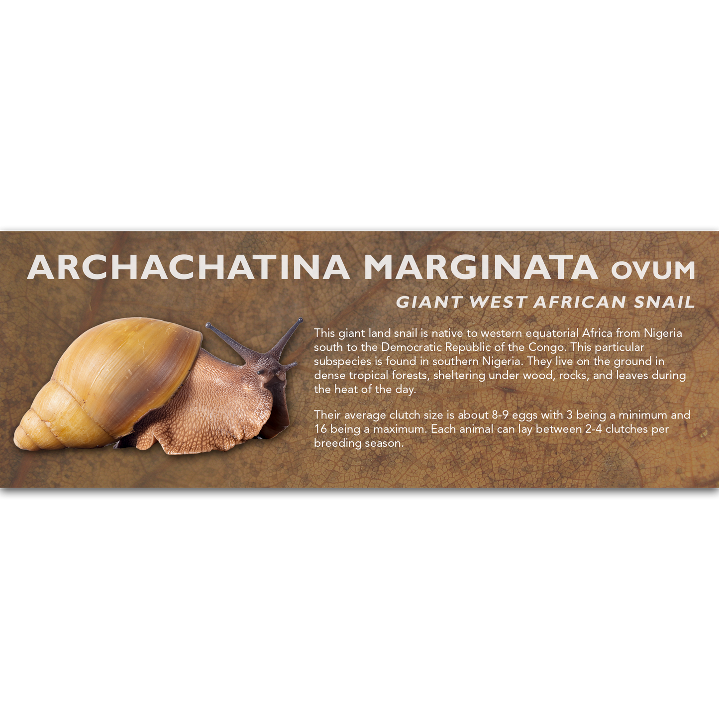 Archachatina marginata - Giant West African Snail Label