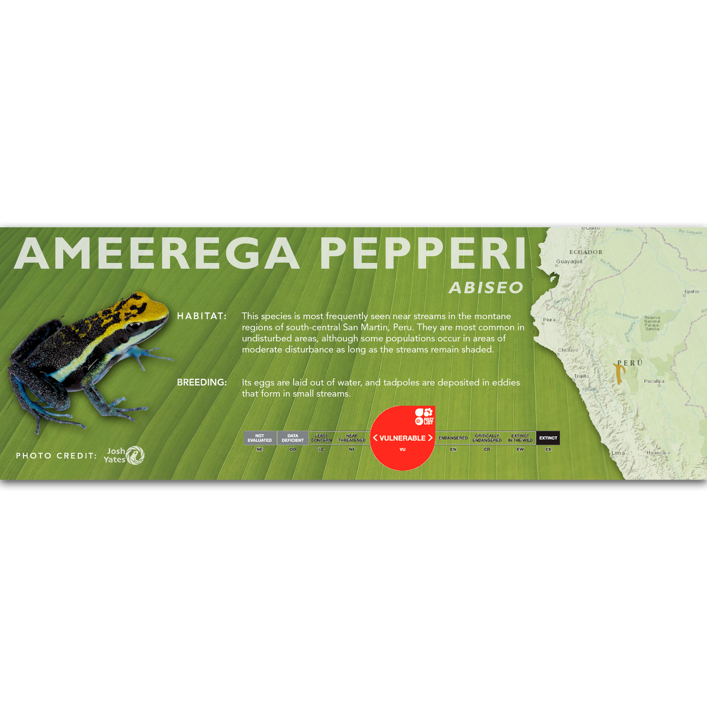 Ameerega pepperi - Classic Vivarium Label