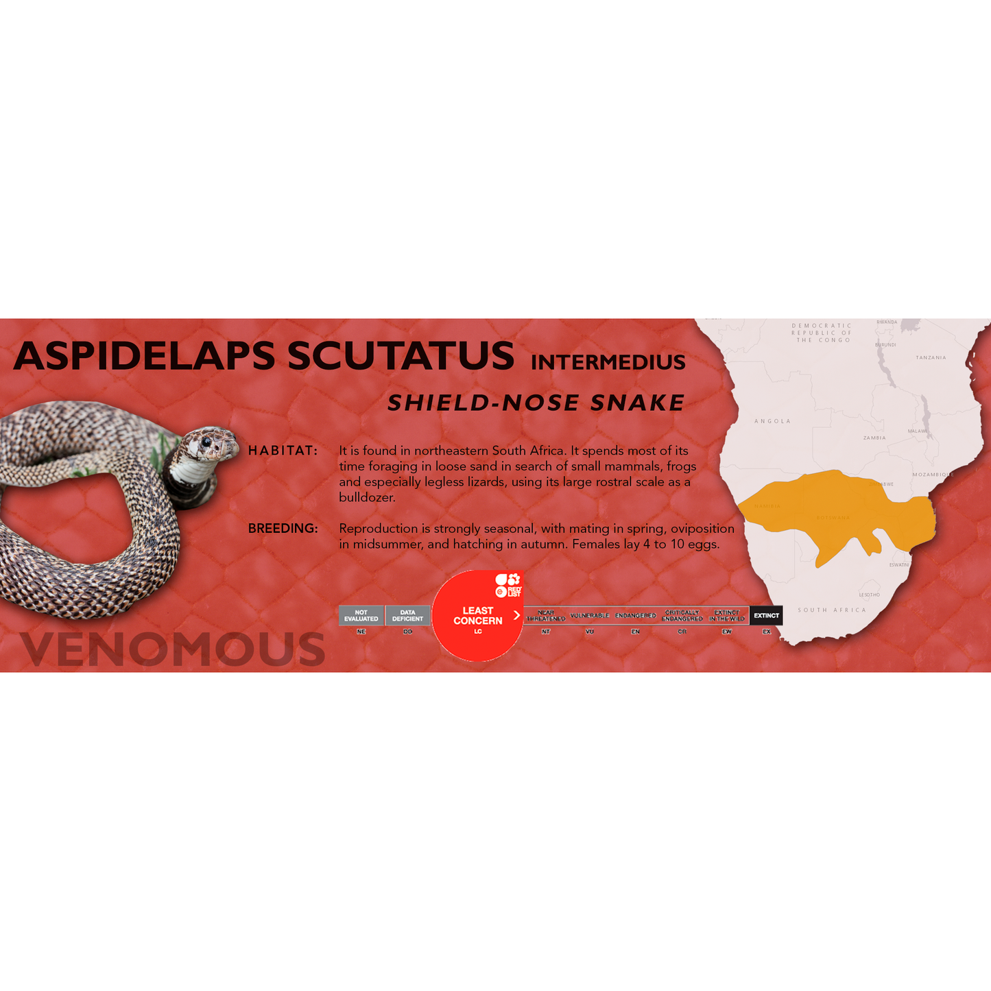 Shield-Nose Snake (Aspidelaps scutatus intermedius) Classic Vivarium Label