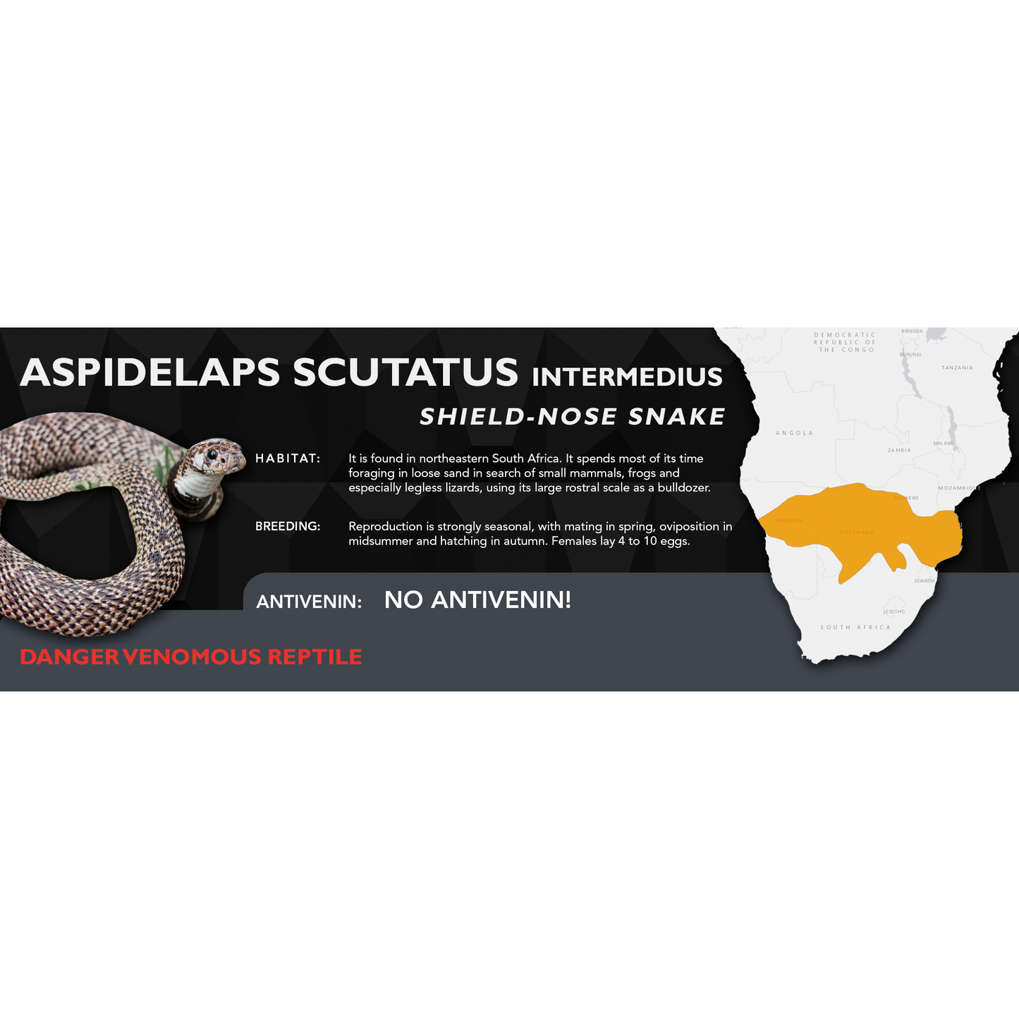 Shield-Nose Snake (Aspidelaps scutatus intermedius) Classic Vivarium Label