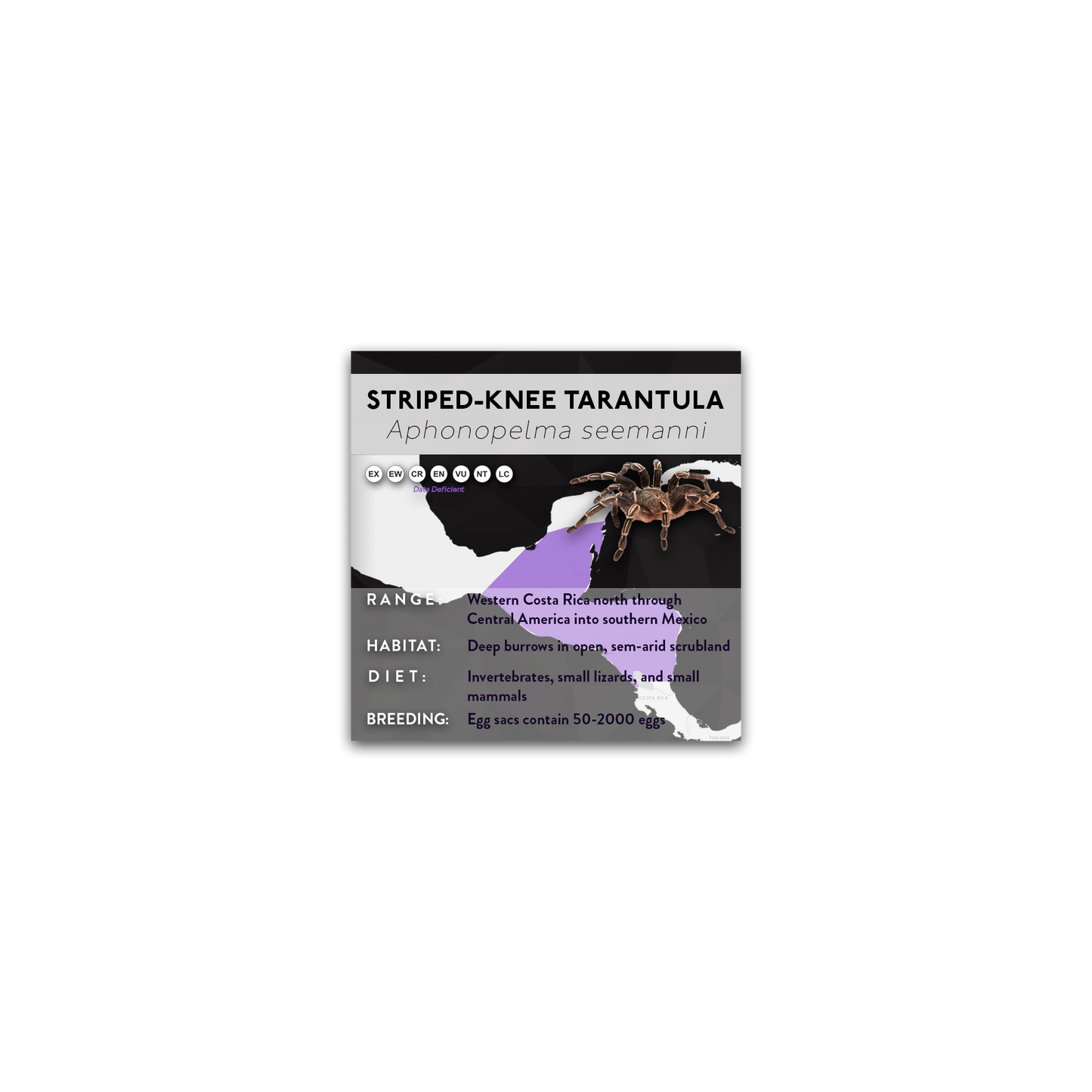 Striped-Knee Tarantula (Aphonopelma seemanni) - X Label