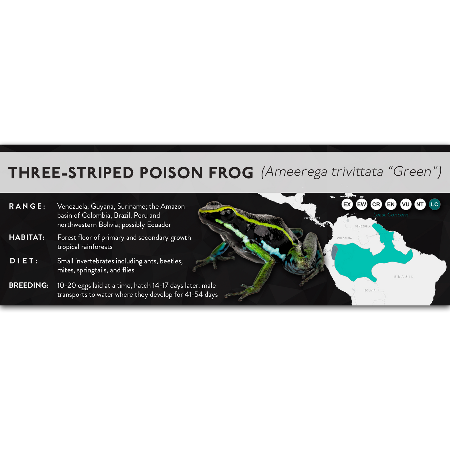 Three-Striped Poison Frog (Ameerega trivittata) - X Label