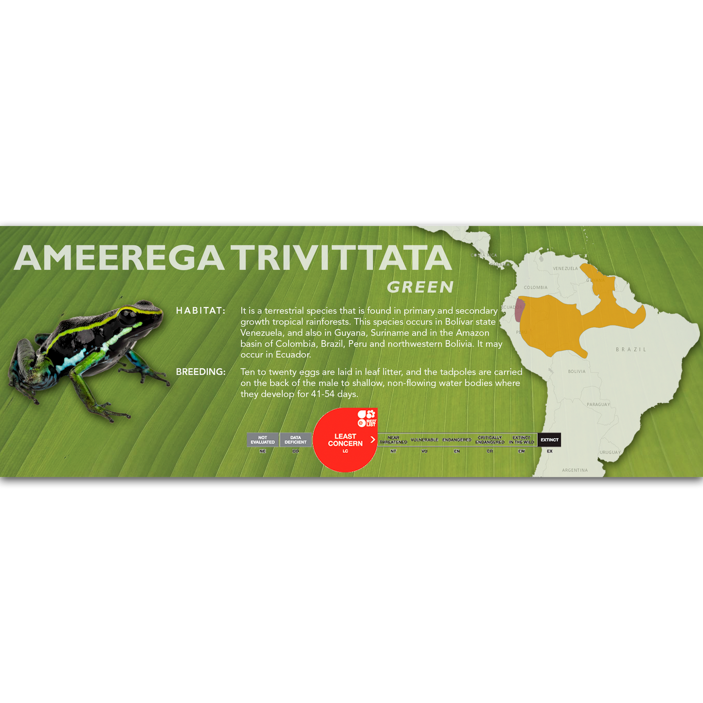 Ameerega trivittata - Classic Vivarium Label
