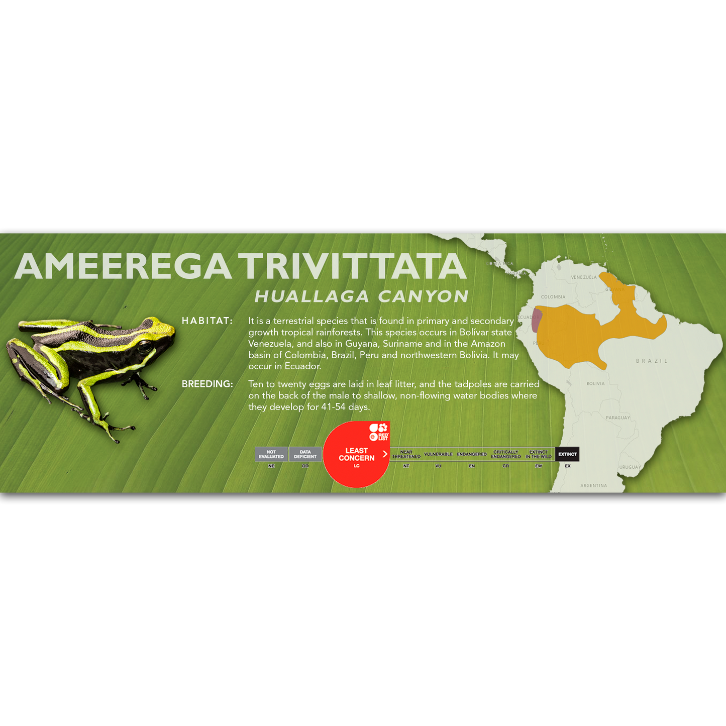 Ameerega trivittata - Classic Vivarium Label