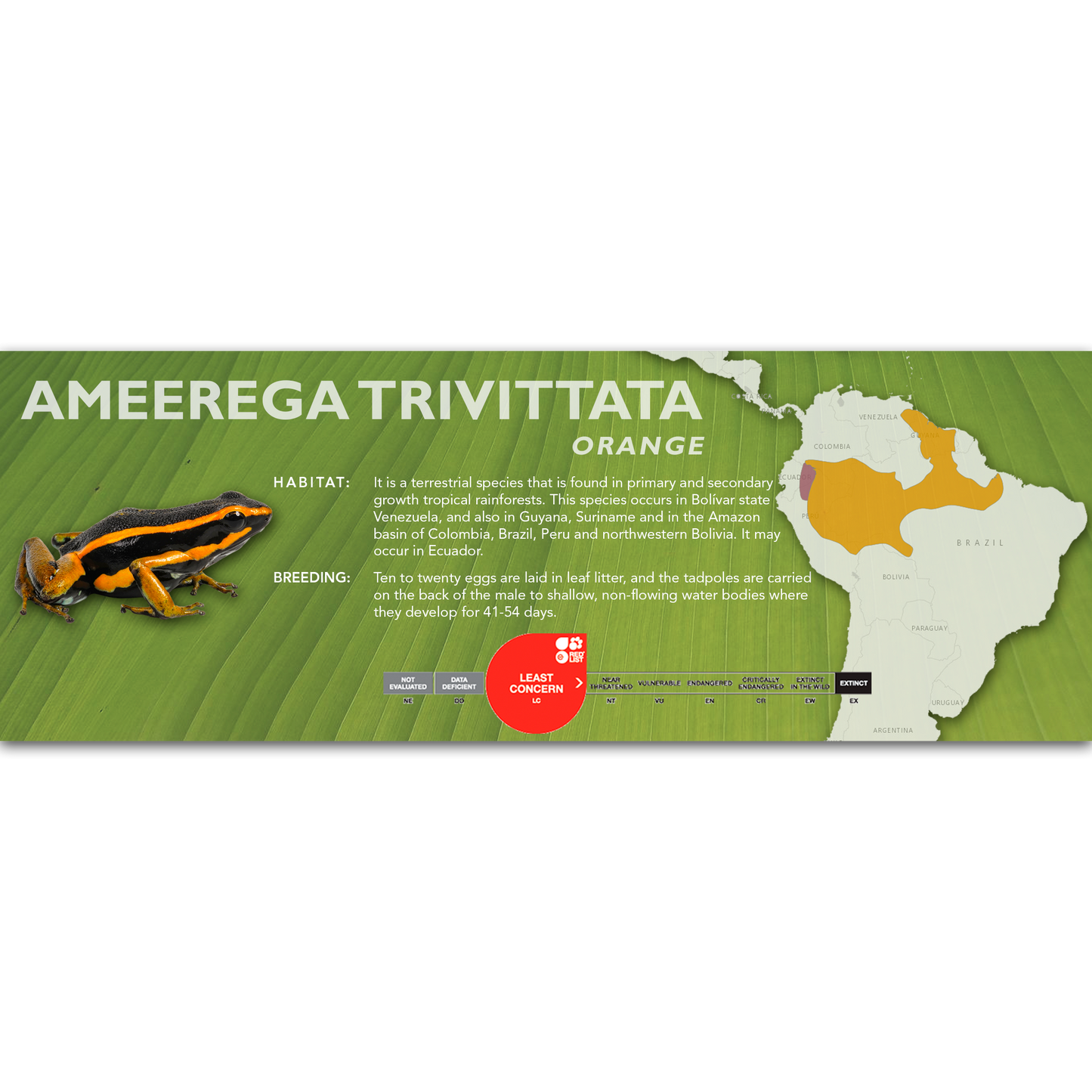 Ameerega trivittata - Classic Vivarium Label