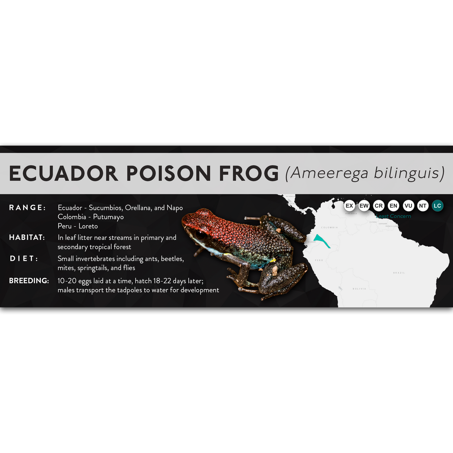 Ecuador Poison Frog (Ameerega bilinguis) - X Label