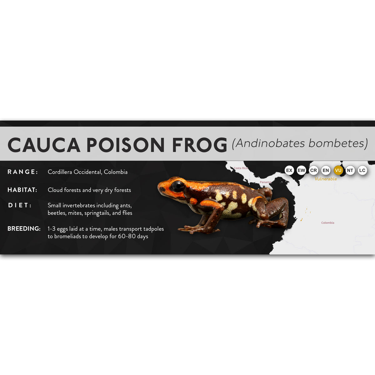 Cauca Poison Frog (Andinobates bombetes) - X Label
