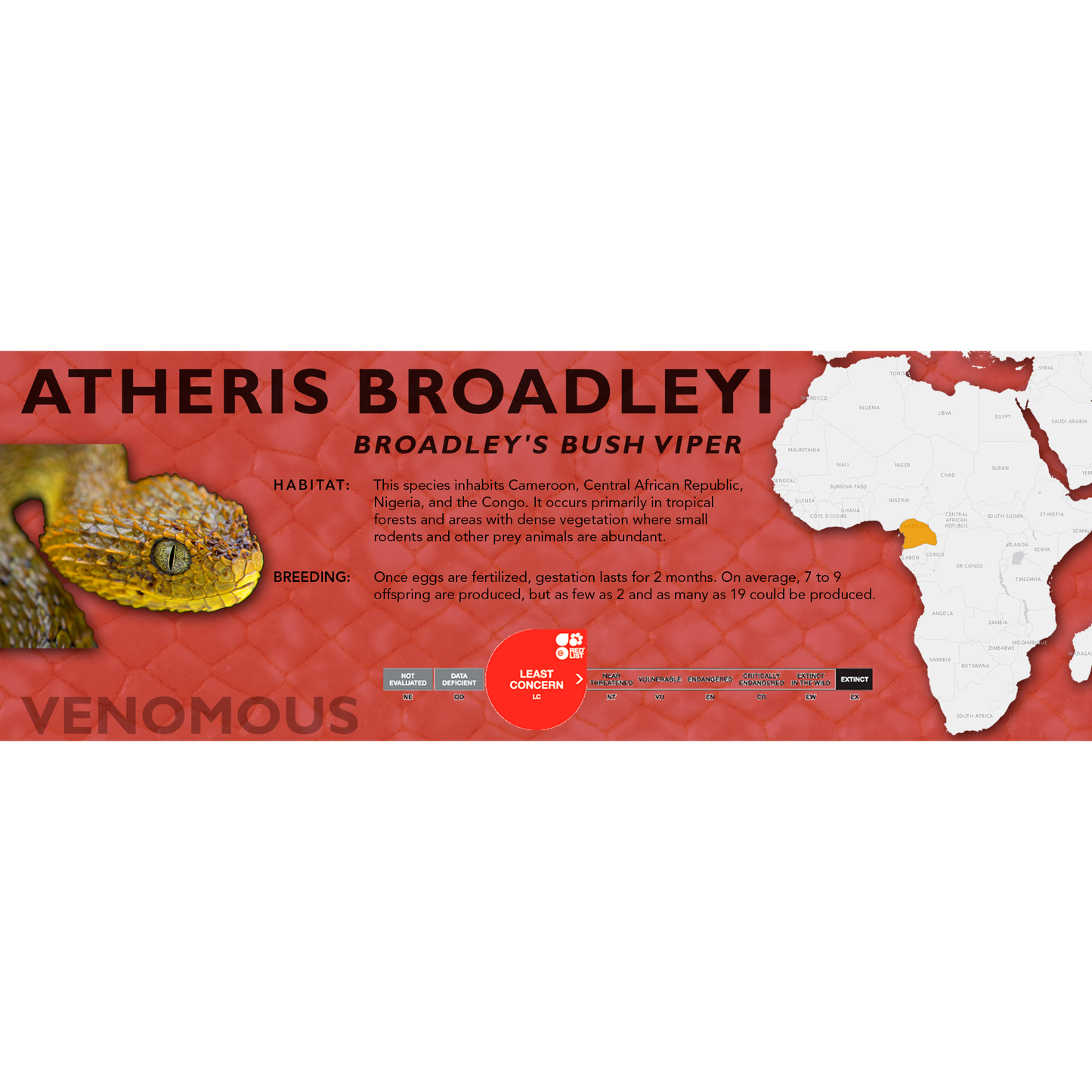 Broadley's Bush Viper (Atheris broadleyi) Classic Vivarium Label