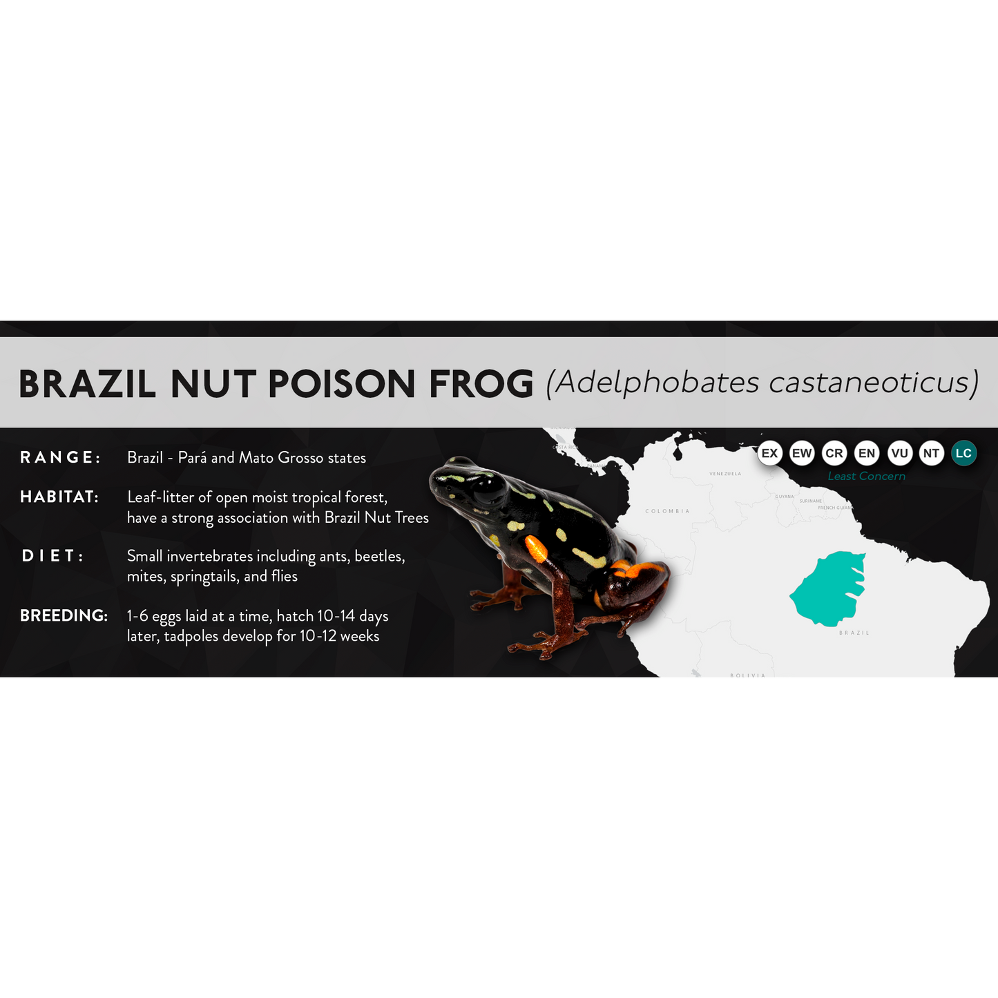 Brazil Nut Poison Frog (Adelphobates castaneoticus) - X Label