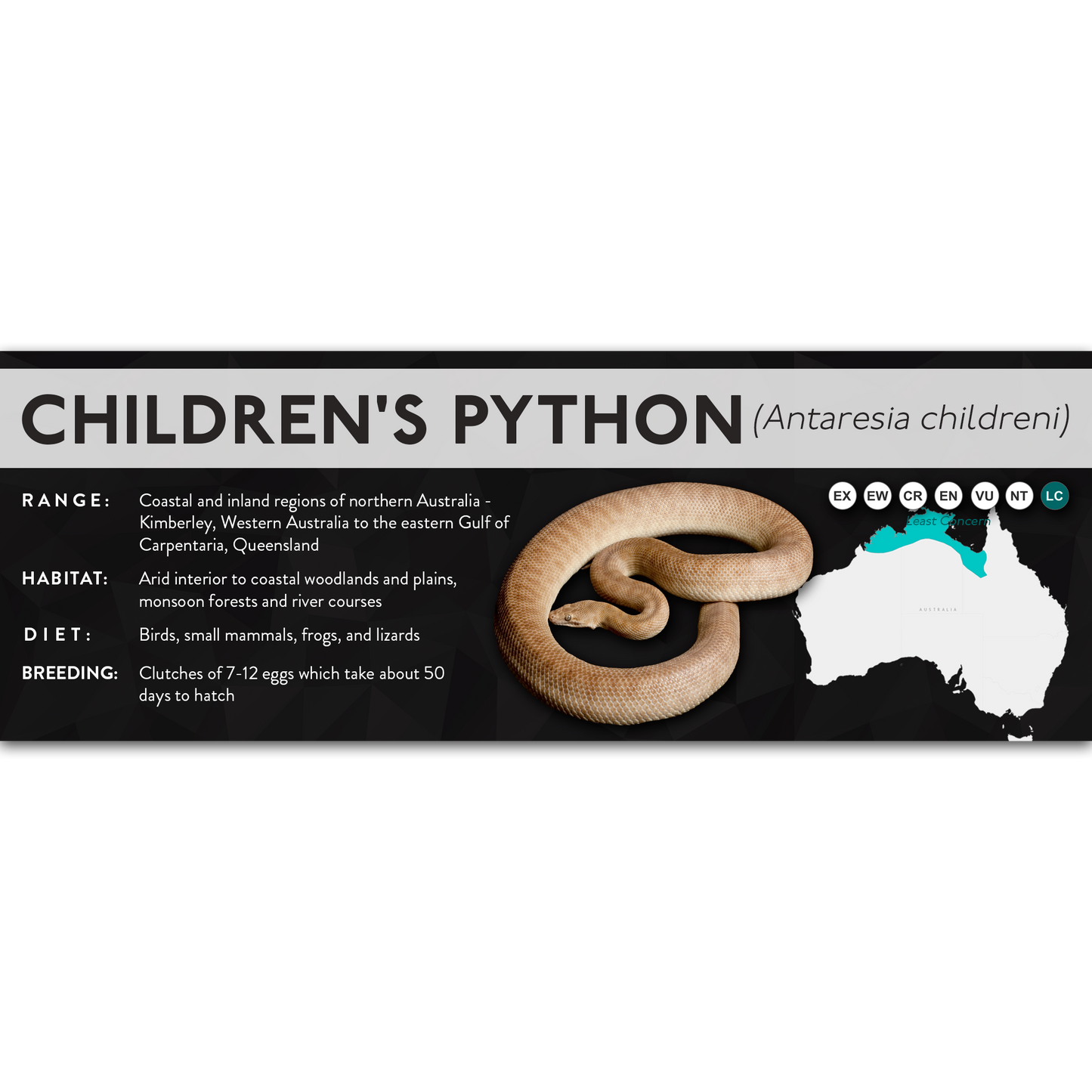 Children's Python (Antaresia childreni) - X Label