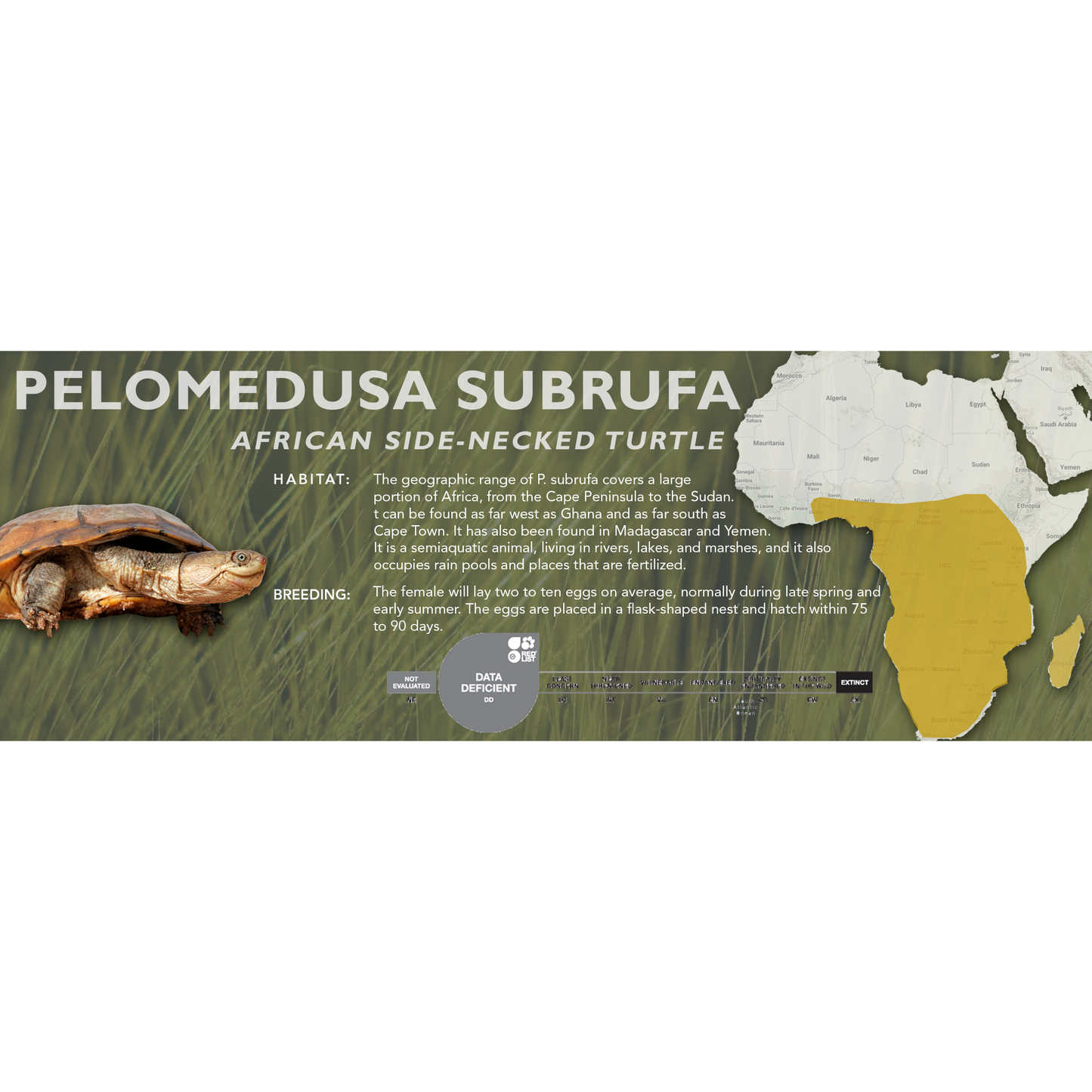 African Side-Necked Turtle (Pelomedusa subrufa) - Classic Vivarium Label