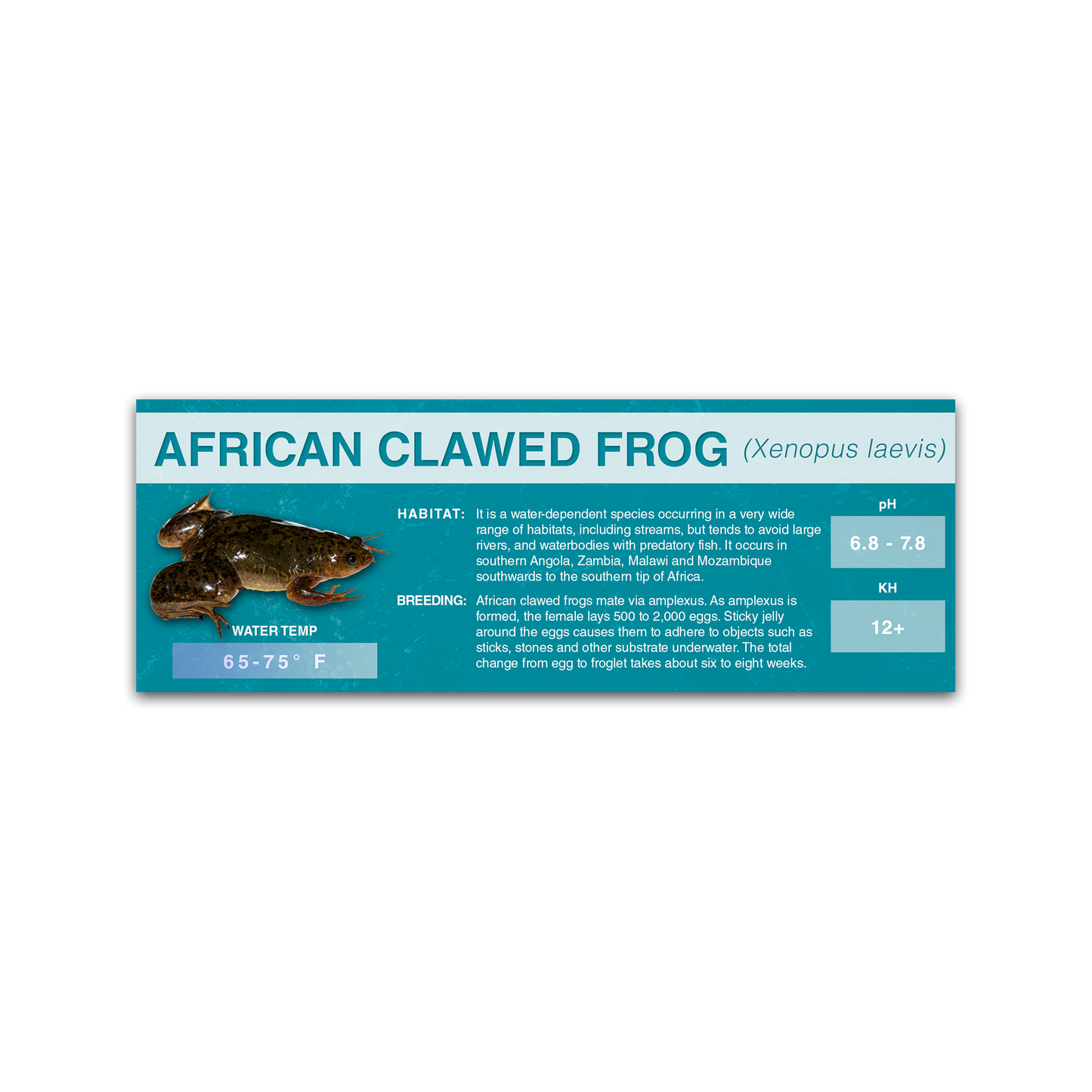 African Clawed Frog (Xenopus laevis) - Classic Vivarium Label