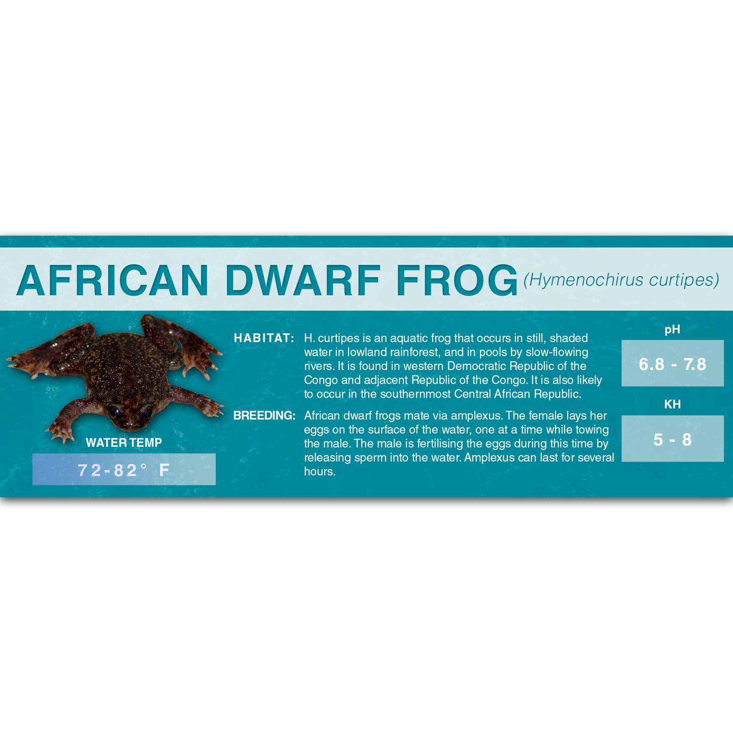 African Dwarf Frog (Hymenochirus curtipes) - Classic Vivarium Label