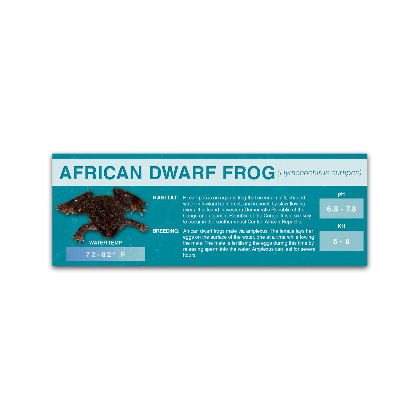 African Dwarf Frog (Hymenochirus curtipes) - Classic Vivarium Label