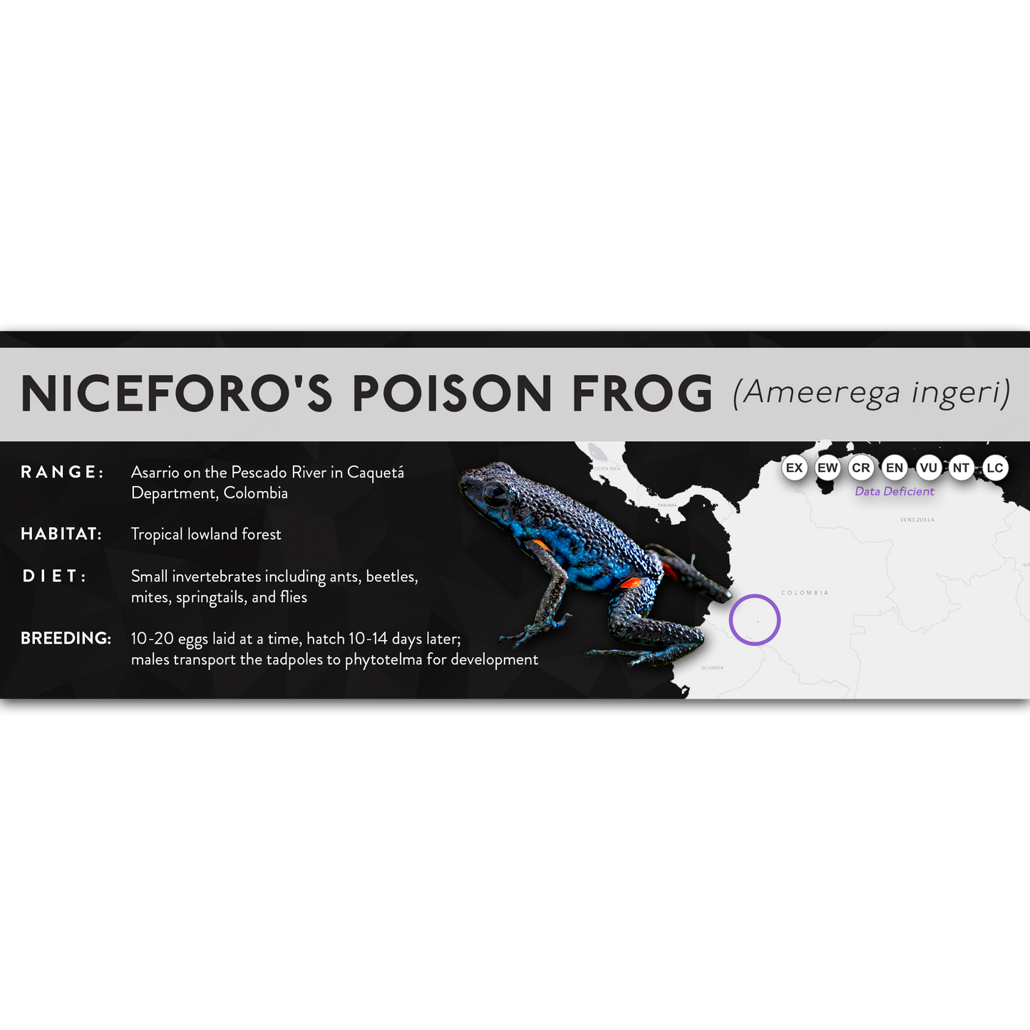 Niceforo's Poison Frog (Ameerega ingeri) - X Label