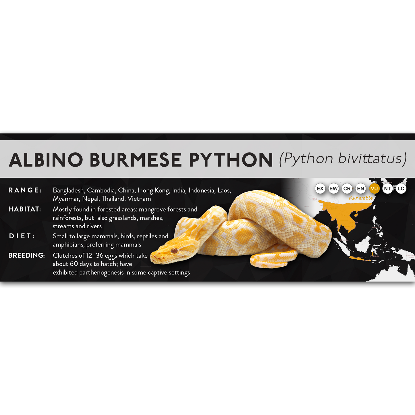 Burmese Python (Python bivittatus) - X Label