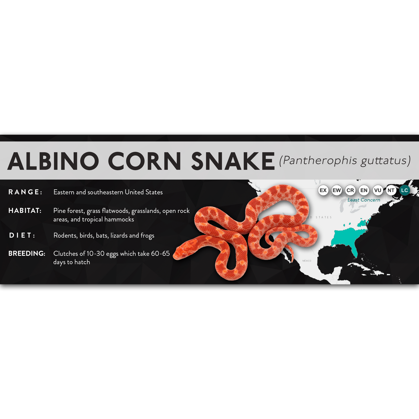 Corn Snake (Pantherophis guttatus) - X Label