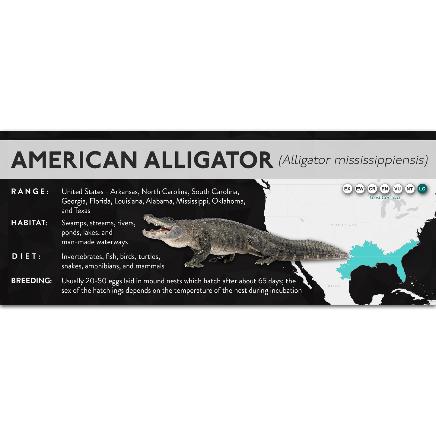 American Alligator (Alligator mississippiensis) - X Label