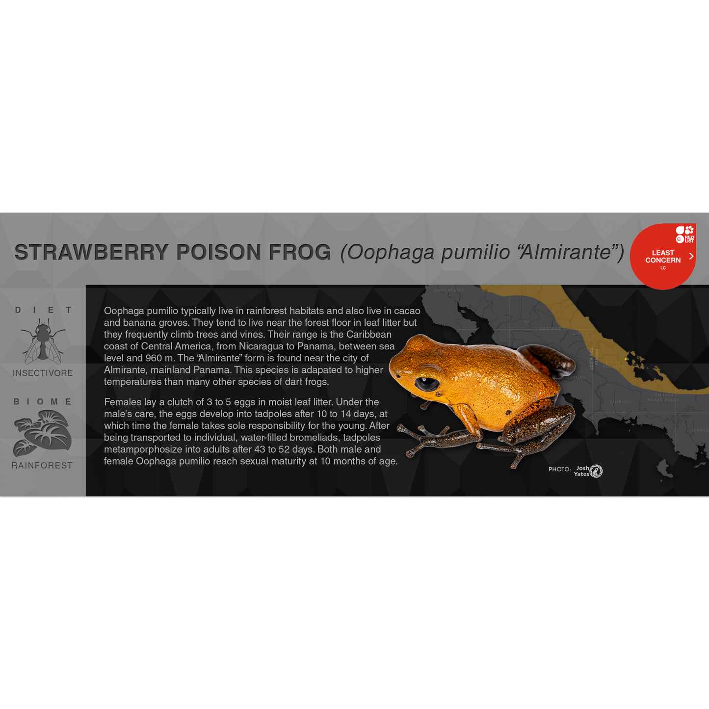 Strawberry Poison Frog (Oophaga pumilio) - Black Series Vivarium Label
