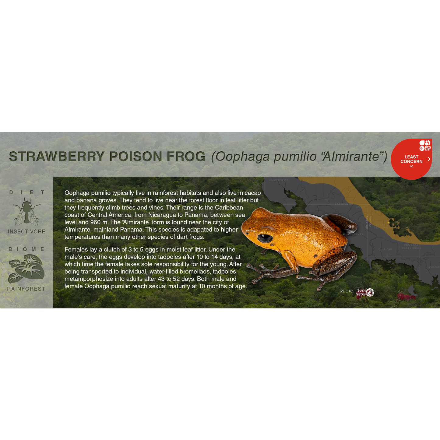 Strawberry Poison Frog (Oophaga pumilio) - Black Series Vivarium Label
