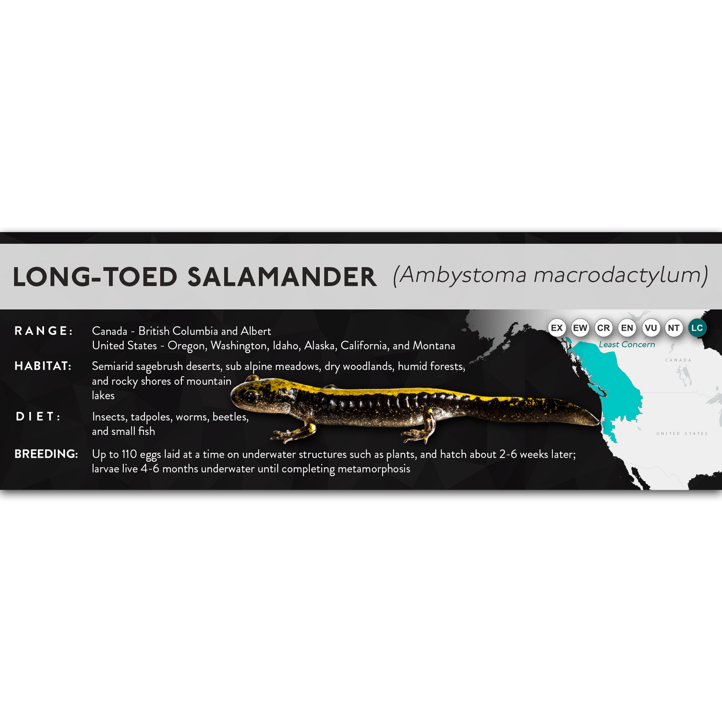 Long-Toed Salamander (Ambystoma macrodactylum) - X Label