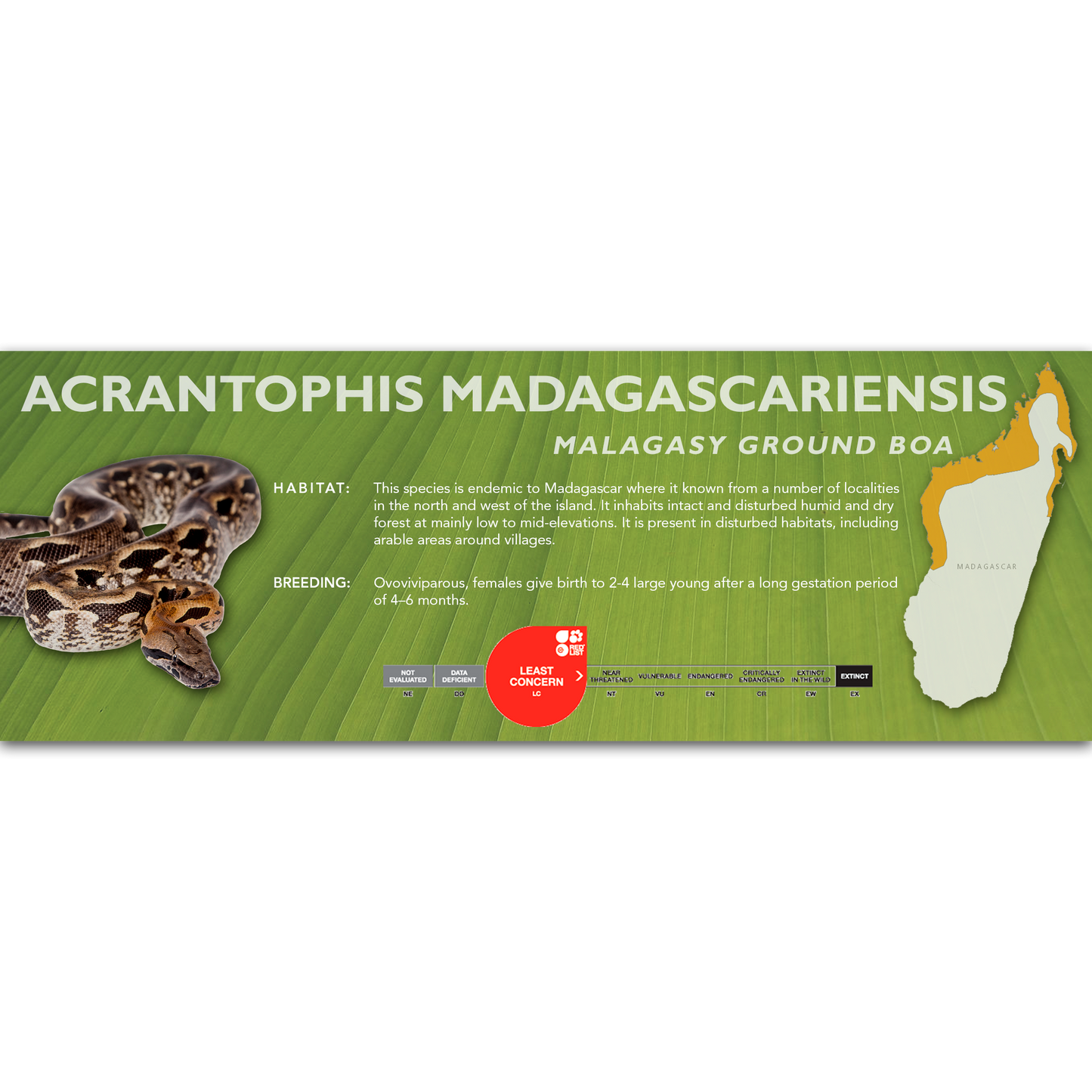 Malagasy Ground Boa (Acrantophis madagascariensis) Classic Vivarium Label