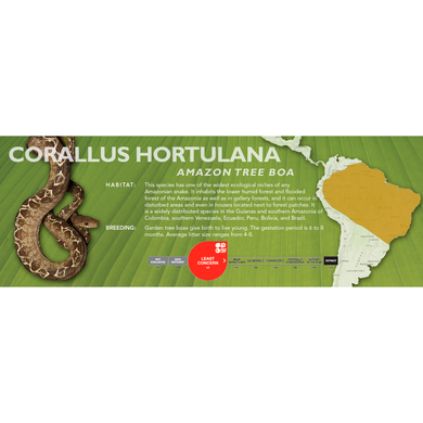 Amazon Tree Boa (Corallus hortulana) Standard Vivarium Label