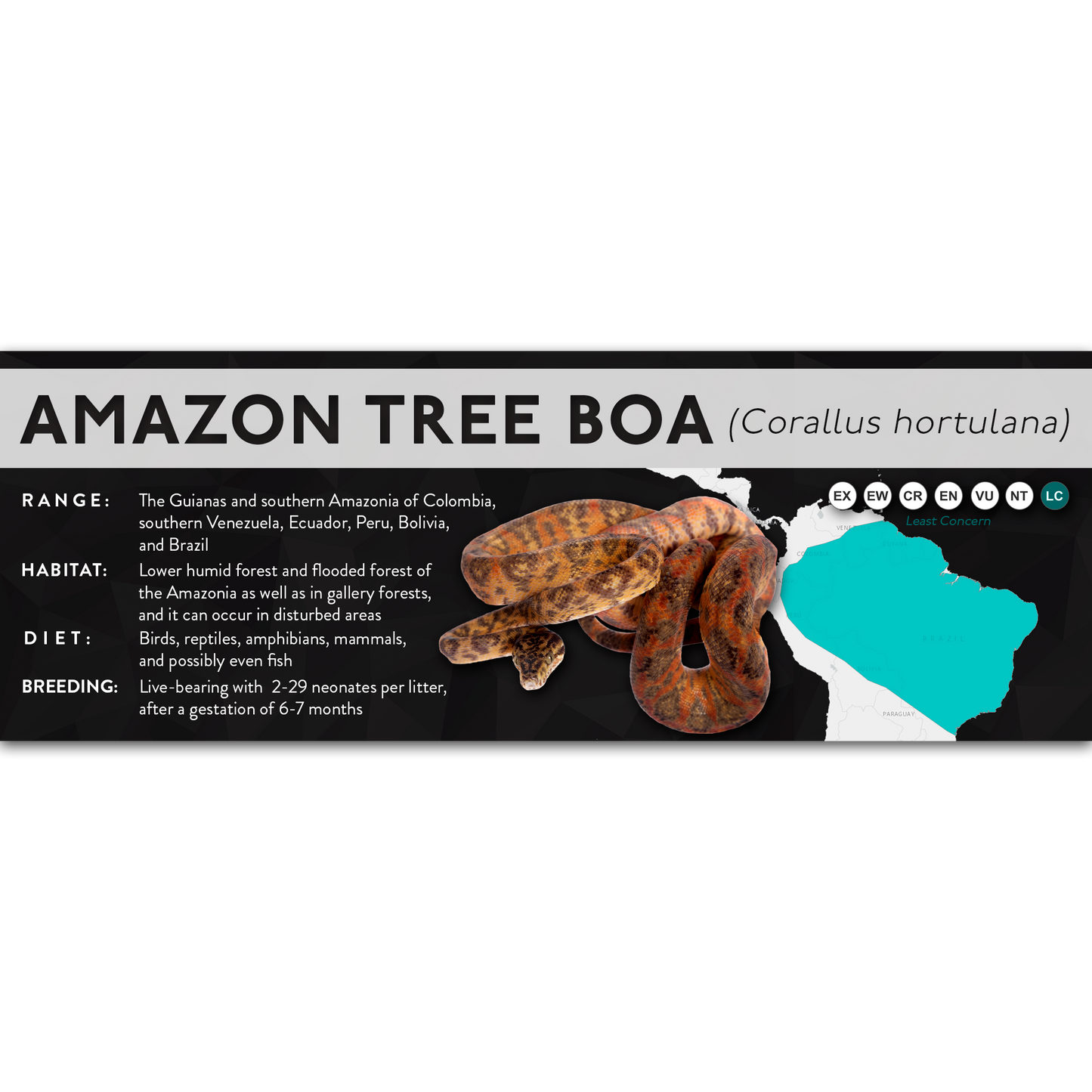 Amazon Tree Boa (Corallus hortulana) - X Label