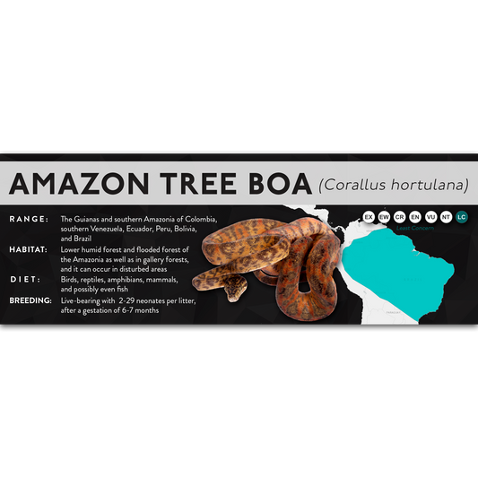 Amazon Tree Boa (Corallus hortulana) - X Label
