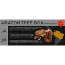 Load image into Gallery viewer, Amazon Tree Boa (Corallus hortulana) - Black Series Vivarium Label