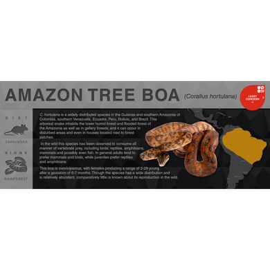 Amazon Tree Boa (Corallus hortulana) - Black Series Vivarium Label