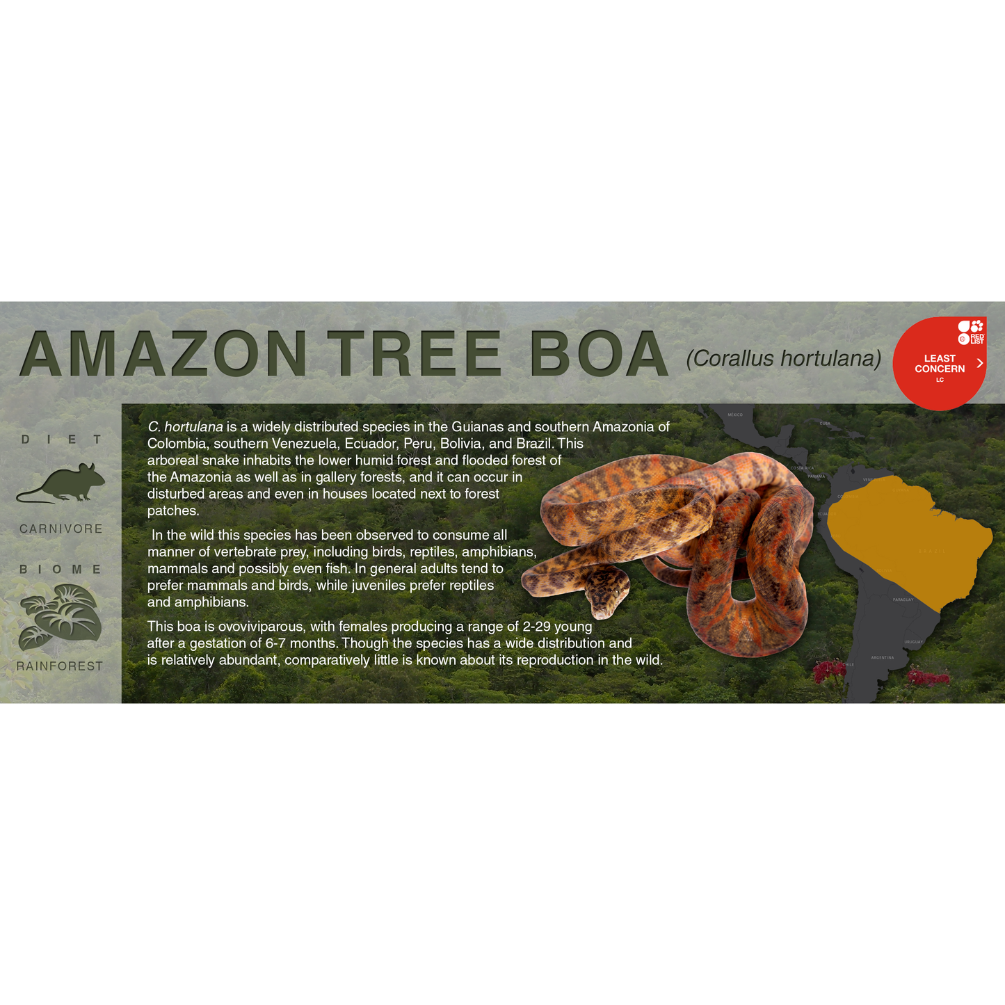 Amazon Tree Boa (Corallus hortulana) - Black Series Vivarium Label