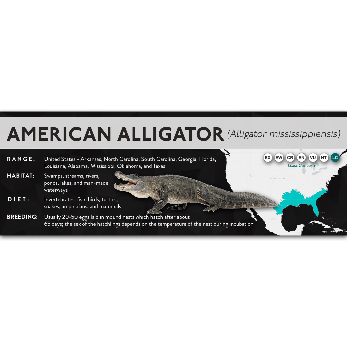 American Alligator (Alligator mississippiensis) - X Label